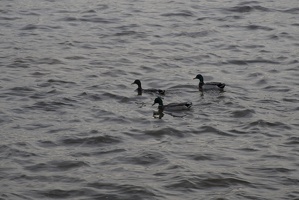 314-2576 Davenport IA - Ducks